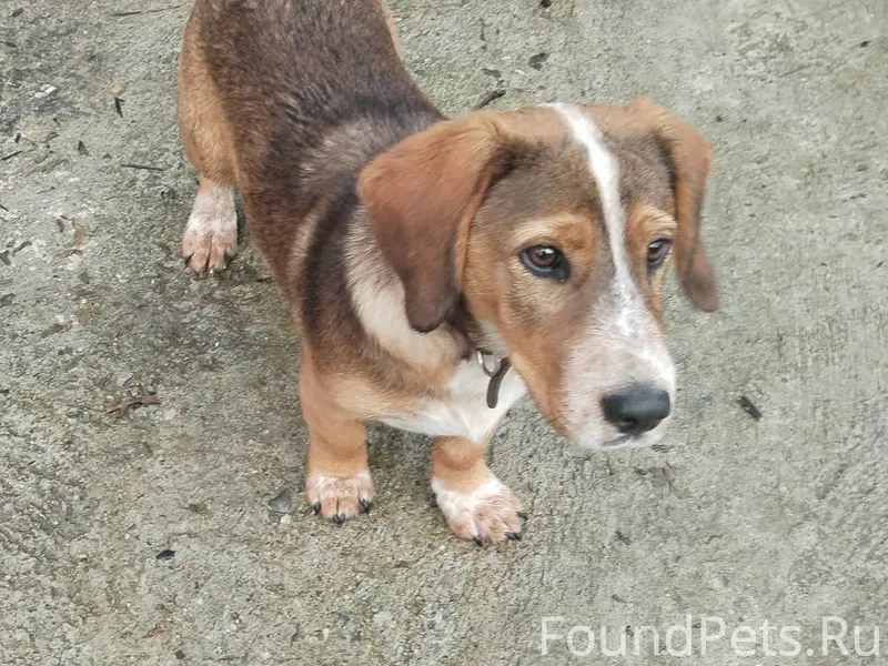 Добрый день. Найден щенок подр...