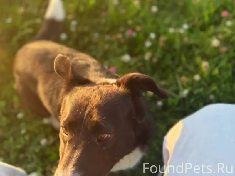 Потерялась собака, может кто в...