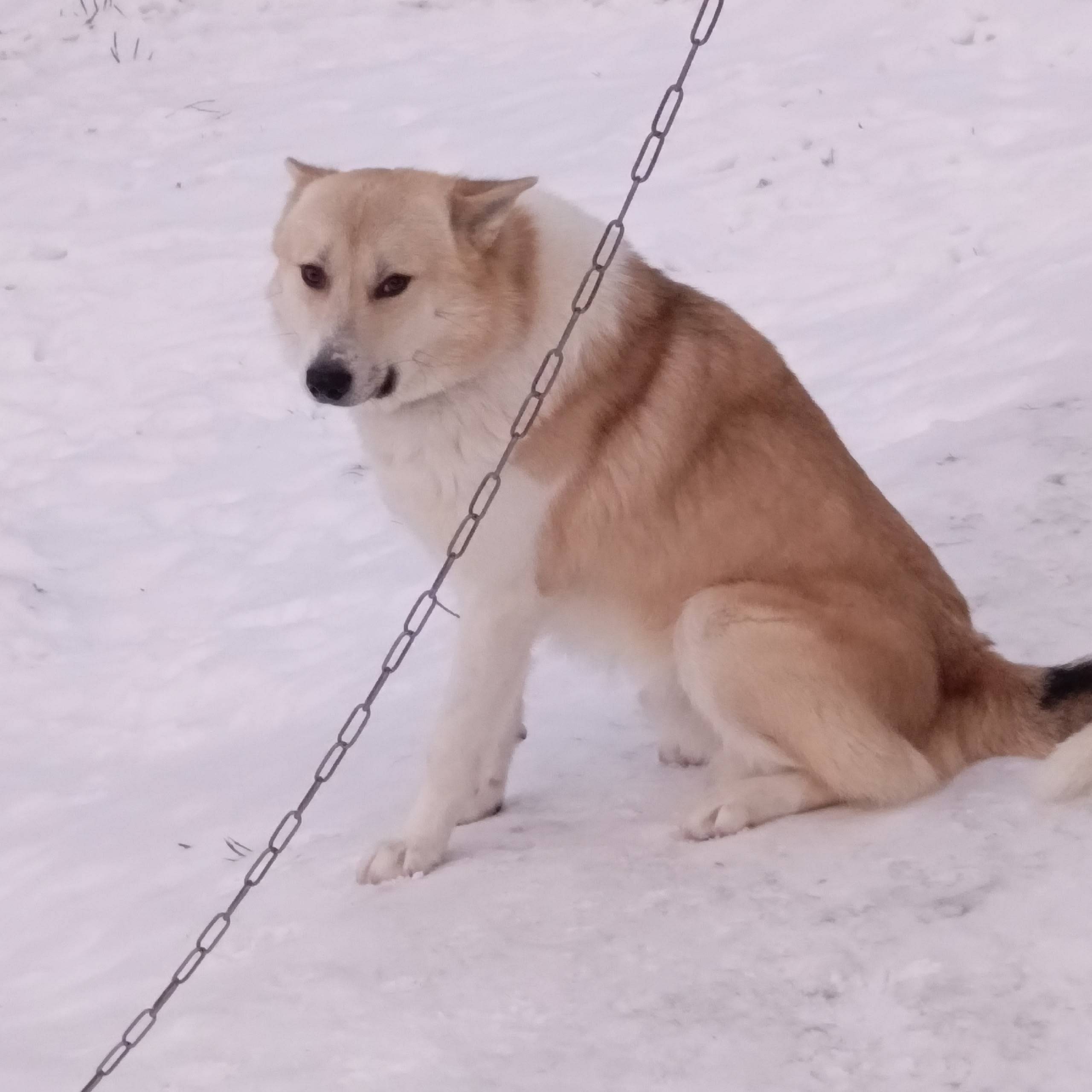 ПРОПАЛА СОБАКА❗❗❗ С 13.12.25на...