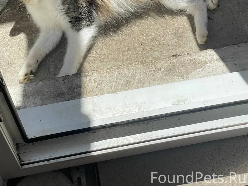 Пропала кошка.Район Боровая,Эк...