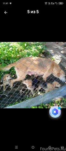 Пропала собака русская гончая,...