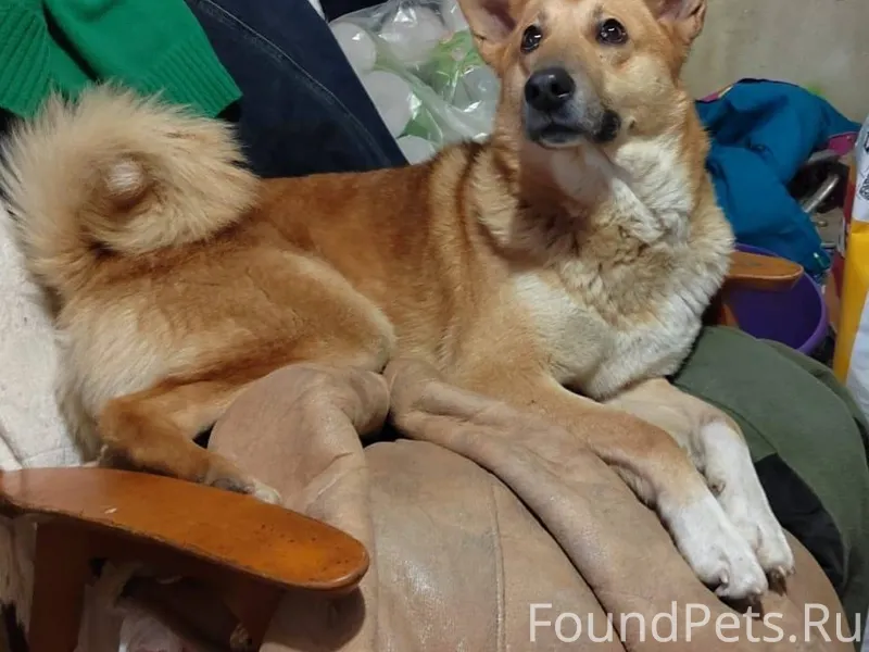 Срочно ‼️ найдена собака, у же...