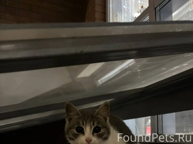 Добрый вечер, в г. Щёлково ул....