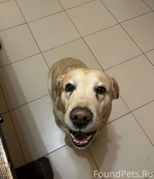 Пропала собака порода лабрадор...