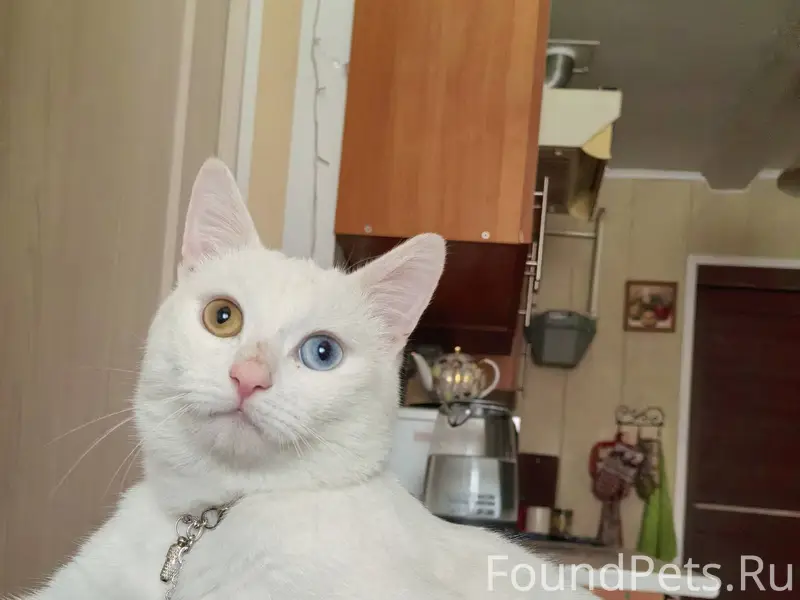 Здравствуйте! Пропал кот, ул П...