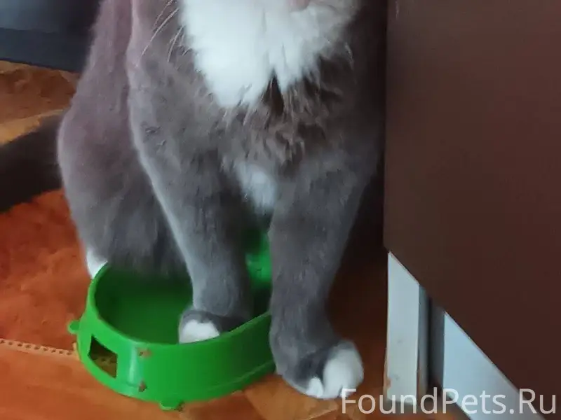 Пропал кот, зовут Митя, 6 лет....