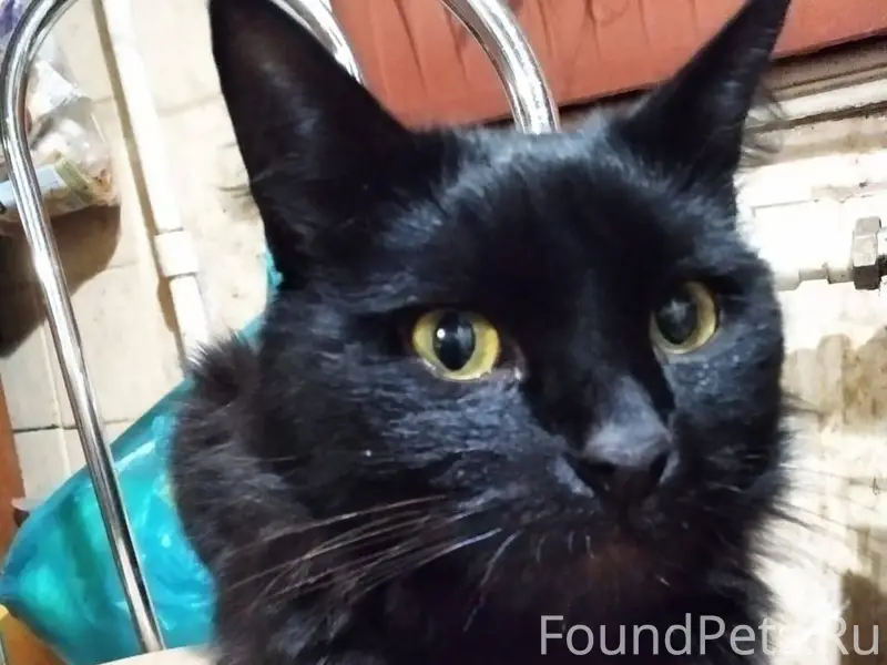Найден кот на Токарева,в магаз...