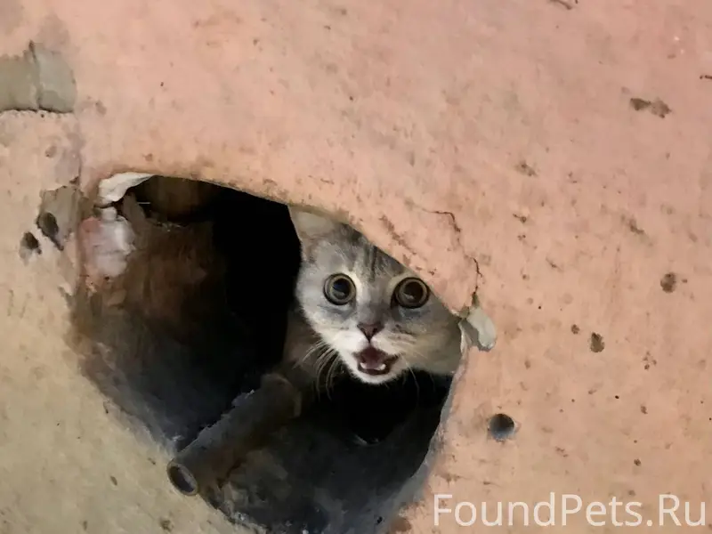 Найдена маленькая кошка в райо...