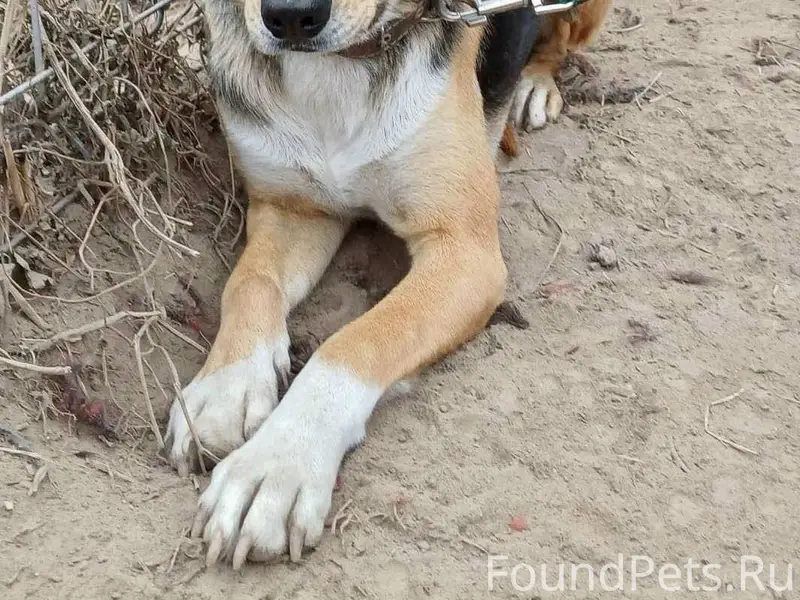 Потеряна собак, кобель. Район ...