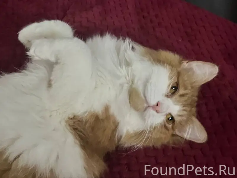 Пропала кошка! Откликается на ...