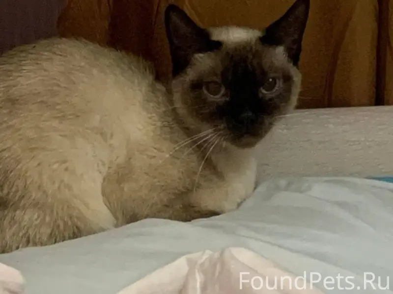 ПРОПАЛА КОШКА! Потерялась в ра...