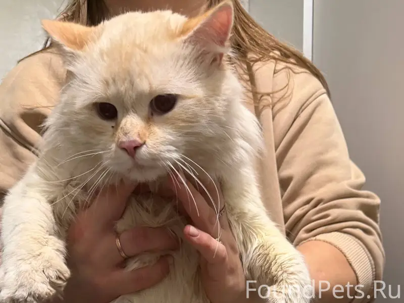 Найден кот, не кастрирован. Оч...