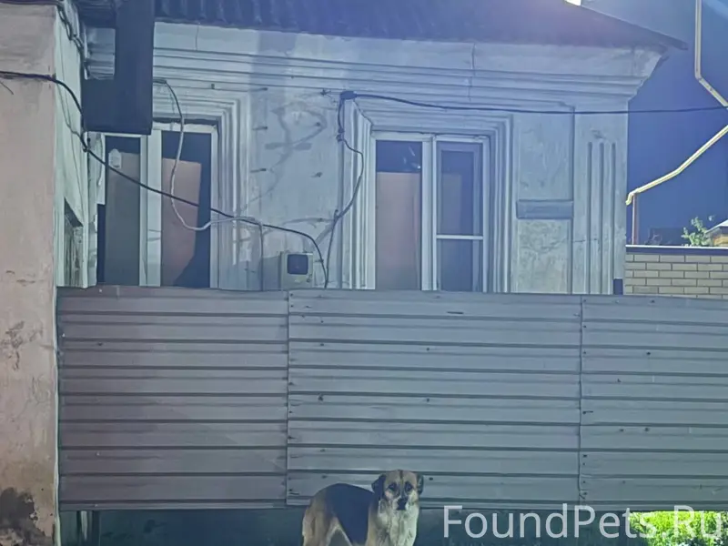 Здравствуйте, собака появилась...