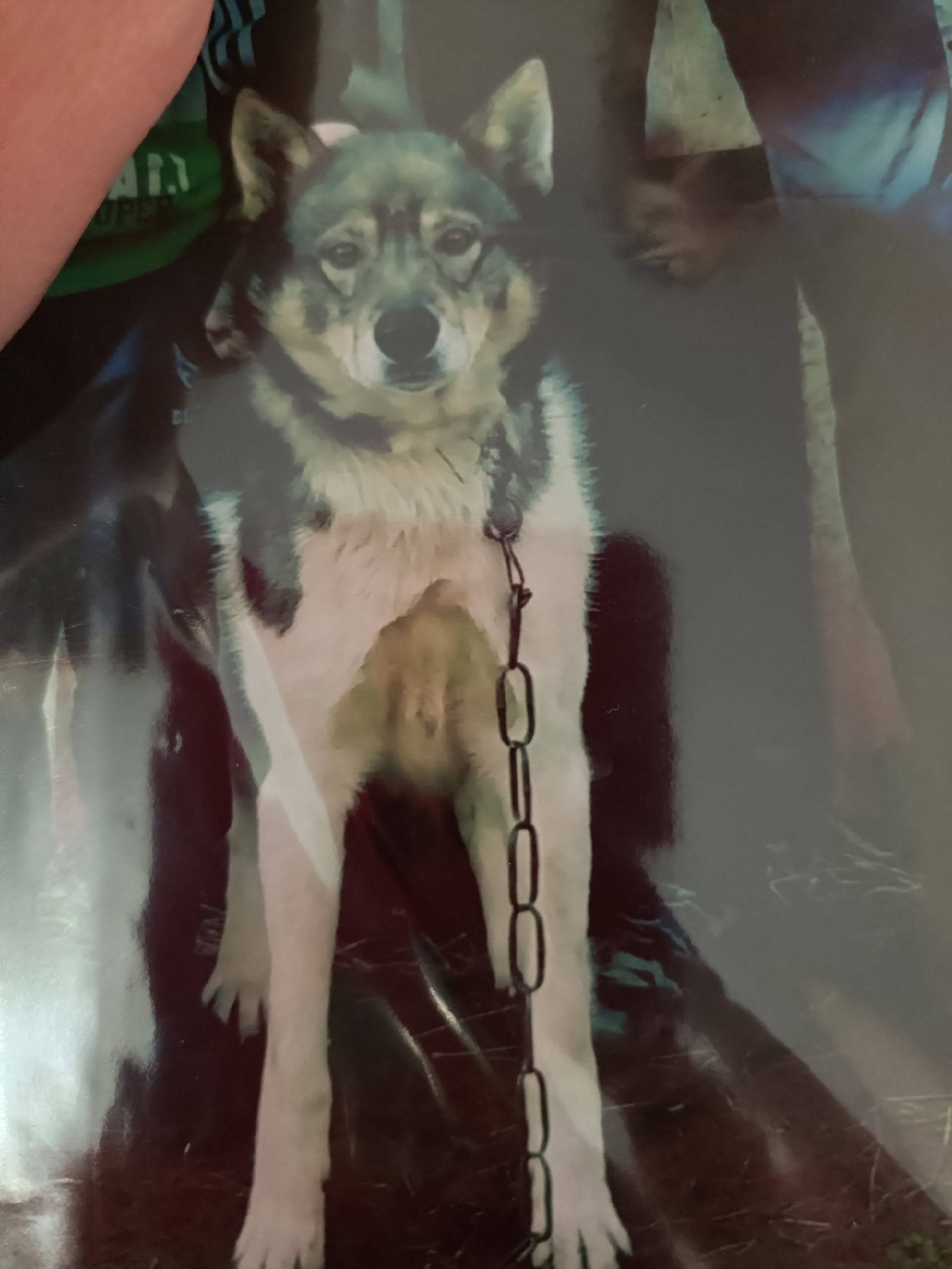 Потерялась собака, 🐕‍🦺. Если г...
