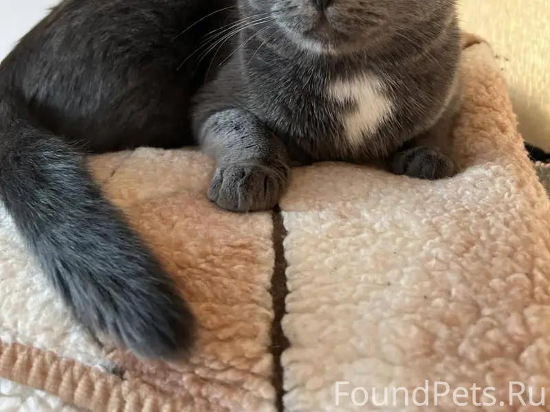 🆘🆘🆘🆘🆘Пропал кот Каменная горка...