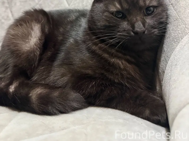 Найден кот в районе ресторана ...