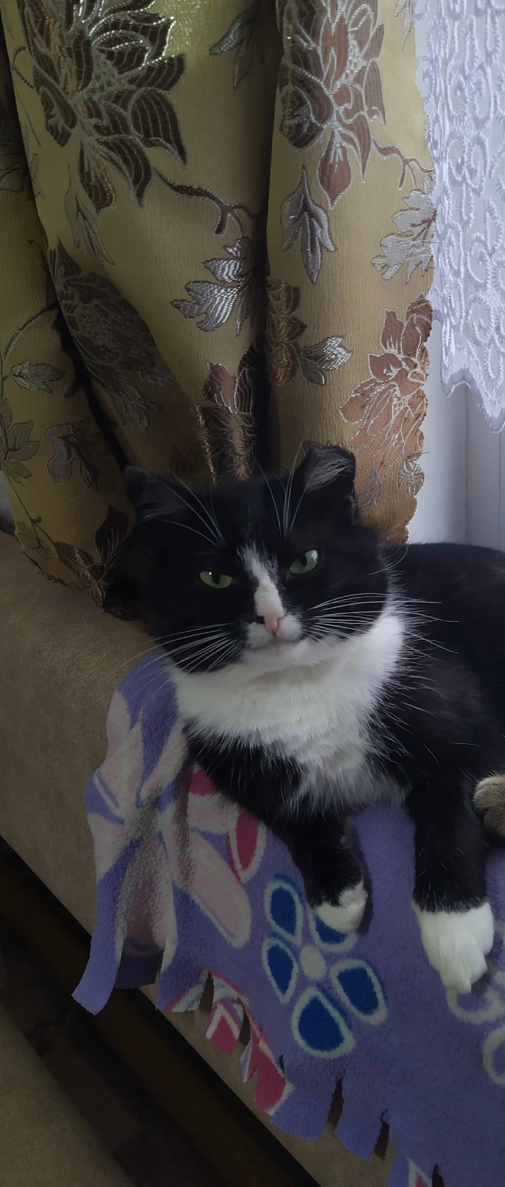 Пропал кот (кастрирован) Кличк...