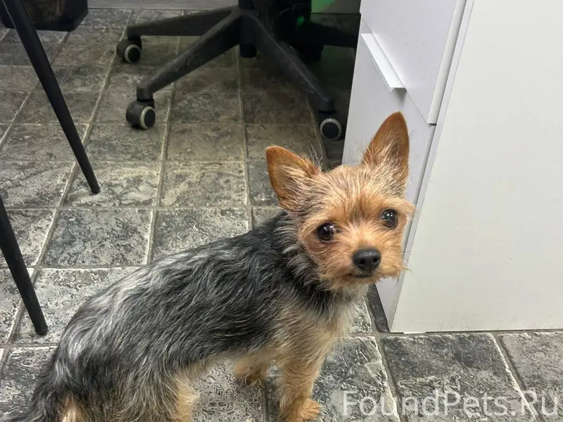 Найдена собака (мальчик) с оше...