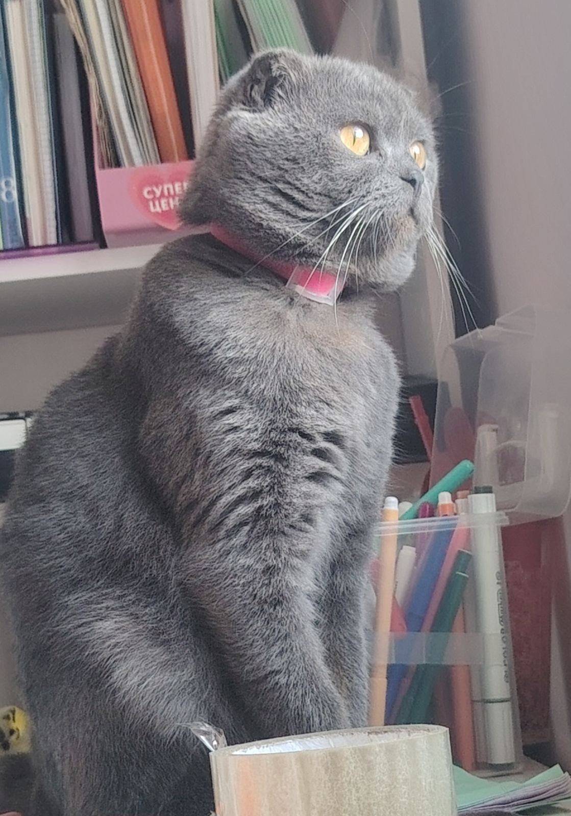 Пропал кот, британец вислоухий...