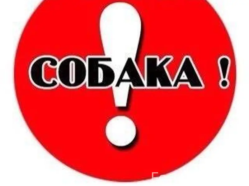 Пропала собака, район старого ...