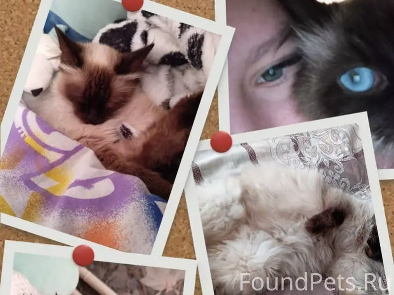 Пропала кошка сиамская, в райо...