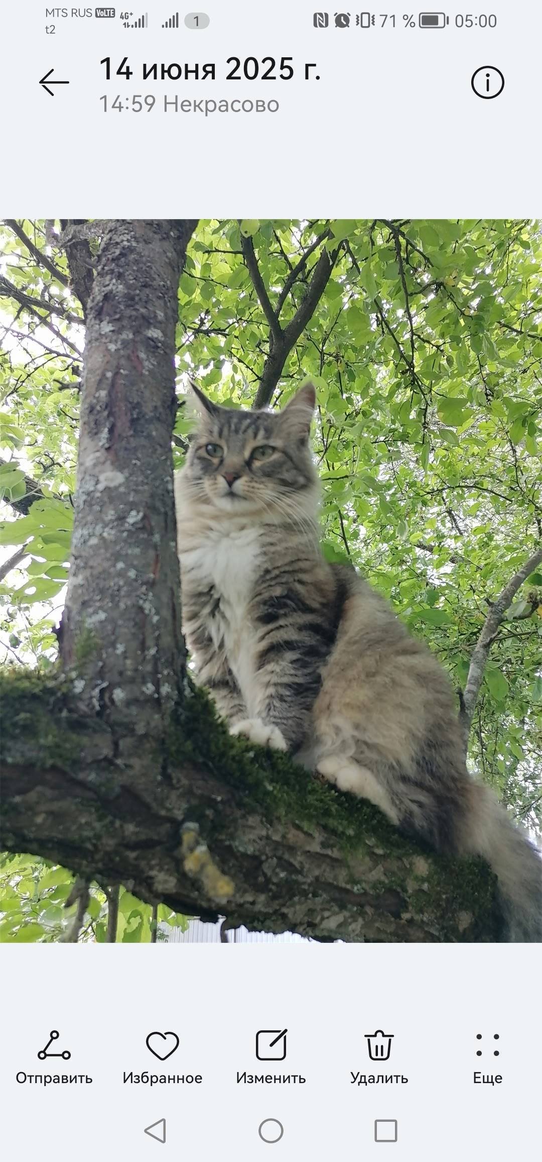 Пропала кошка, помогите пожалу...