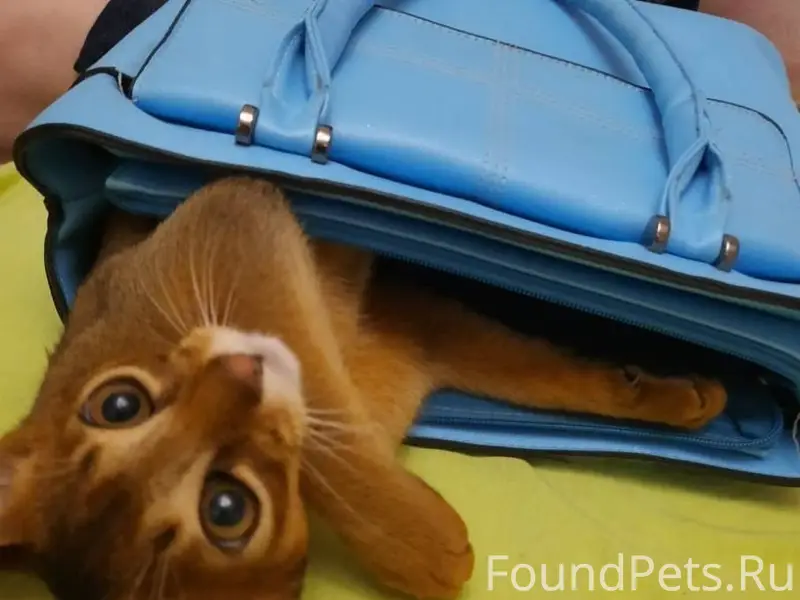 ПОМОГИТЕ НАЙТИ КОТА 🐾 Пропал л...