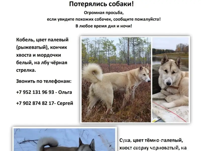 Потерялись собаки, сообщите, п...