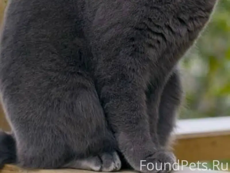 Пропал кот район 15 школа.12.....