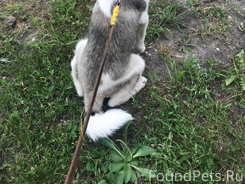 #потерялось_животное_Шадринск ...