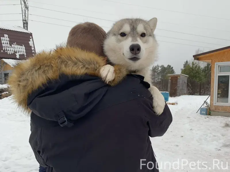 Потерялась собака 🛟 ориентиров...