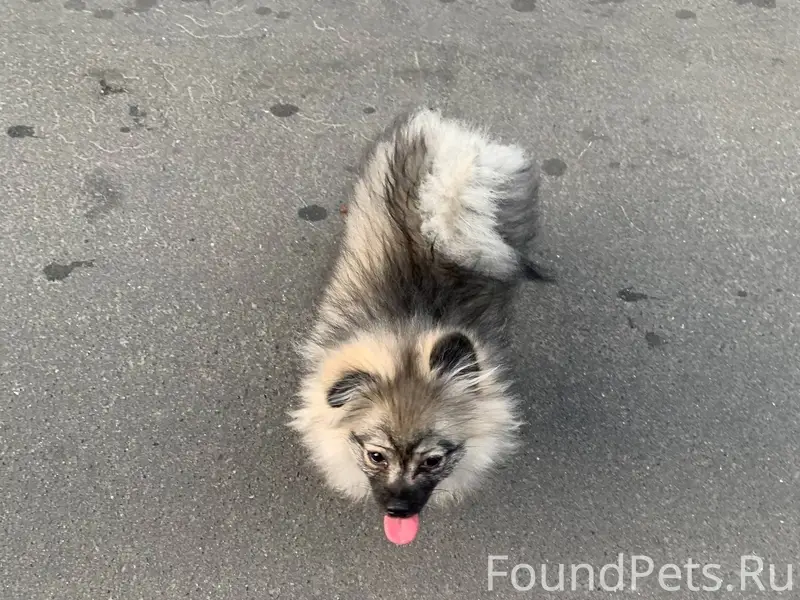 Пропала собака ,порода шпиц ,д...