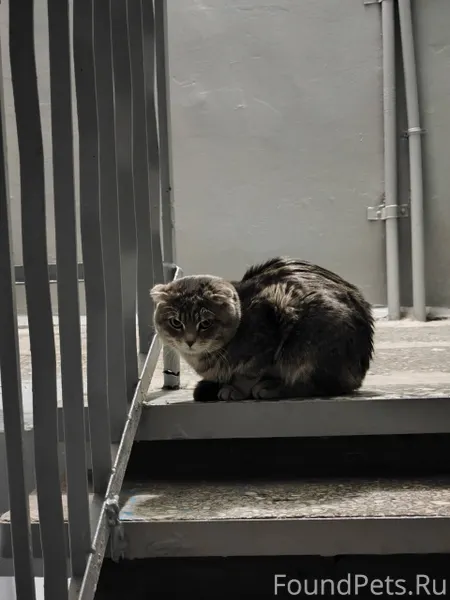 Добрый день,чей потеряшка, мож...