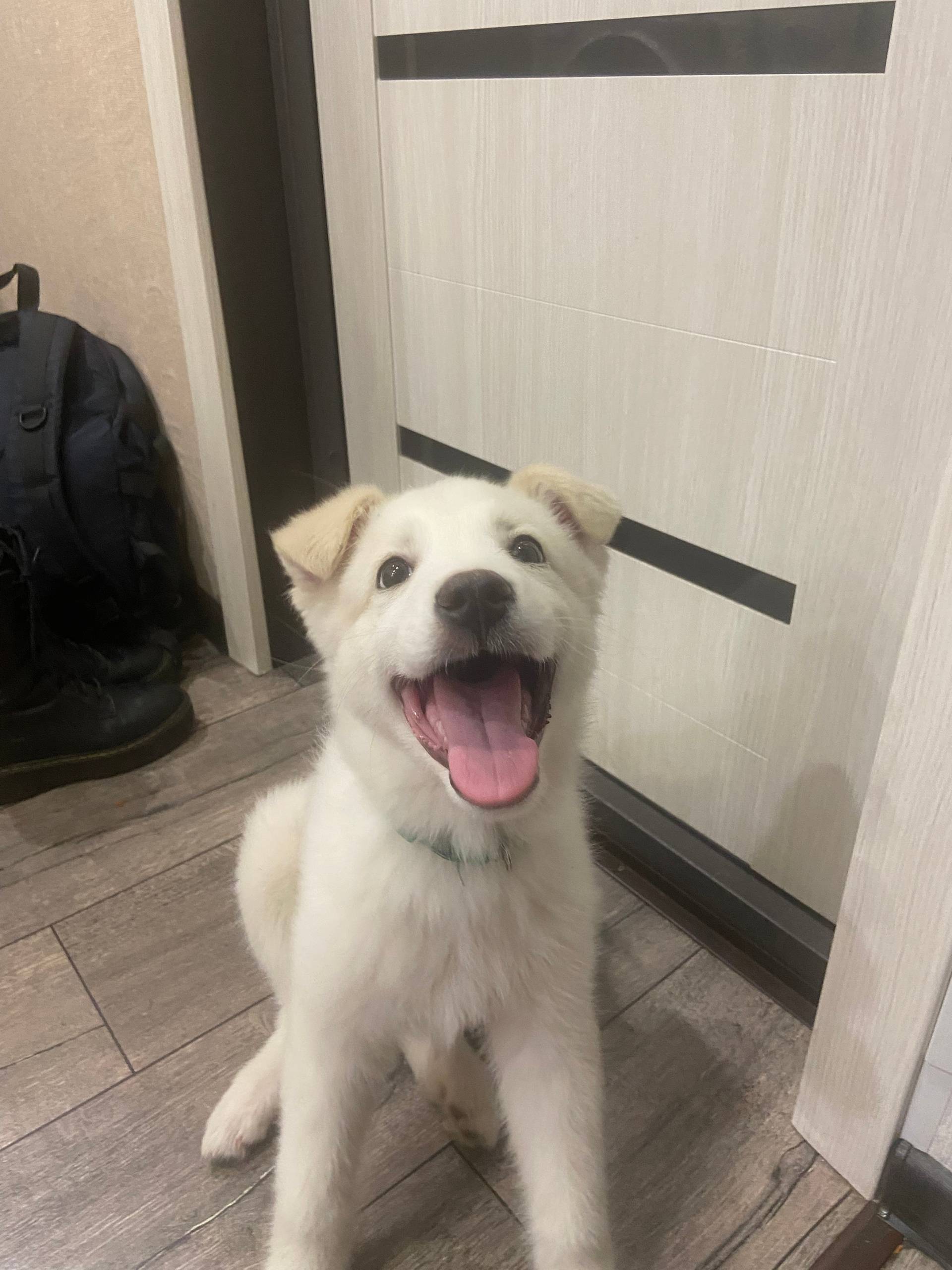 Была найдена собака на пионерс...