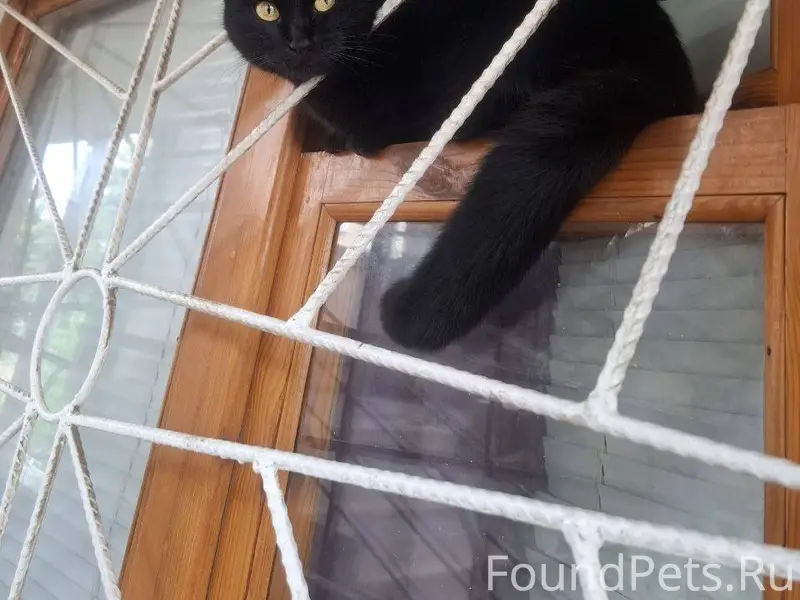 Пропала кошка район ул. Октябр...