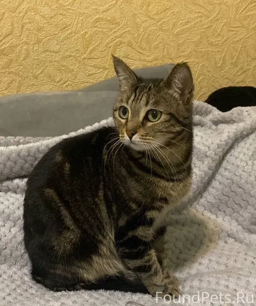 ПРОПАЛА КОШКА!!! В центральном...