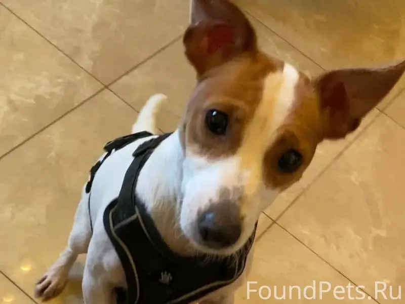 ❗️НАЙДЕНА СОБАКА❗️ г. Сочи, Пл...