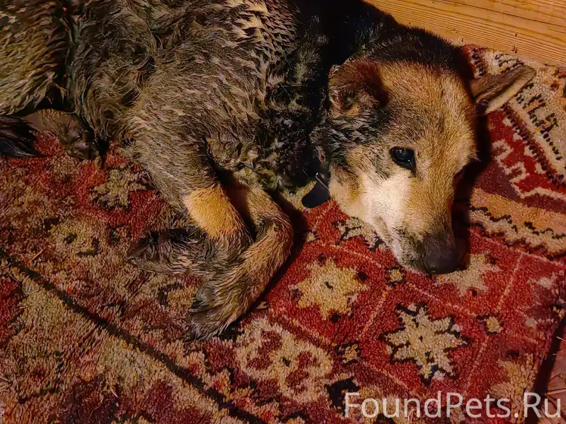 ГАТЧИНА!!! Найдена собака, дев...