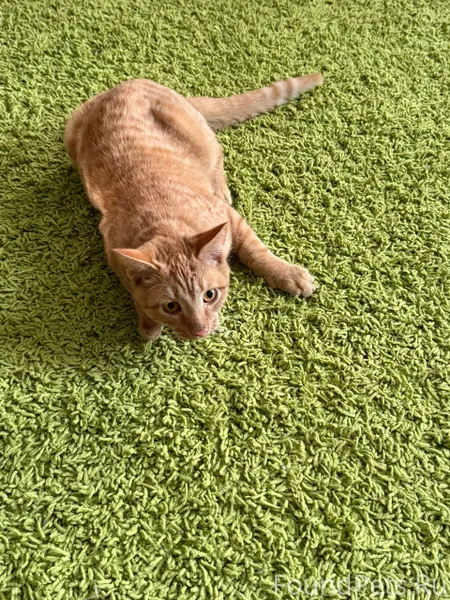 ‼️СРОЧНО НАШЛИ Кота по адресу ...