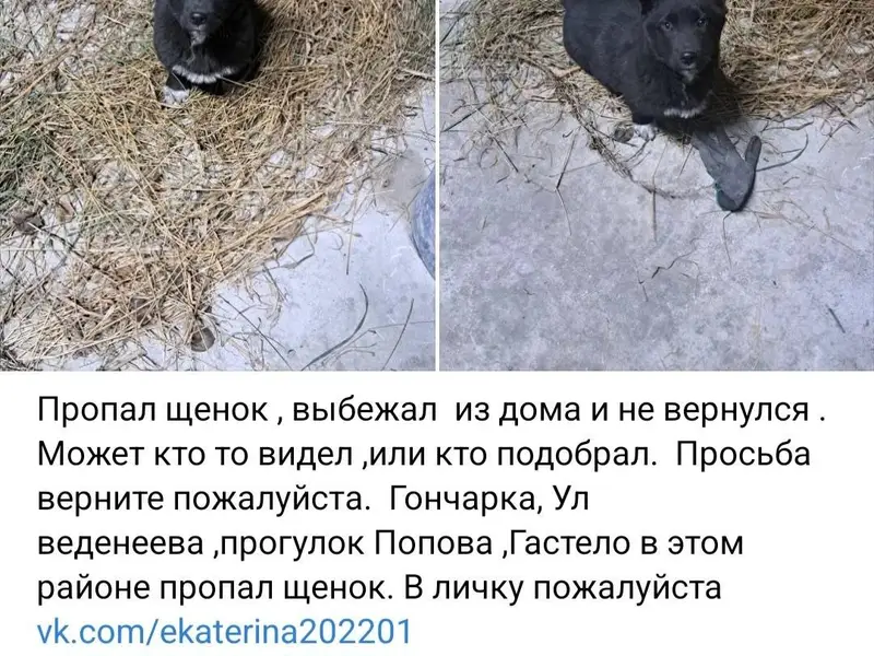 Пропал щенок ,выбежал из дома ...