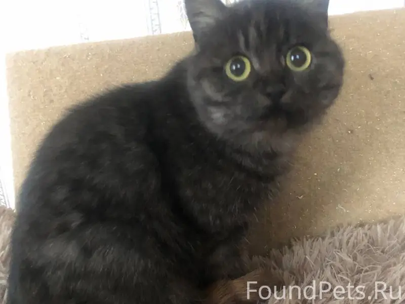 Найдена кошка, ищем старых или...