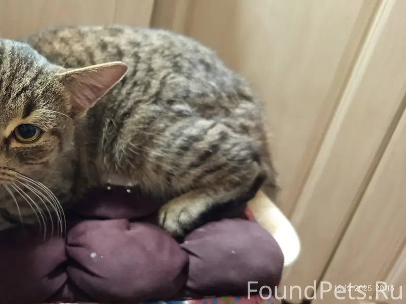 Найден котенок, мальчик. д. Ст...