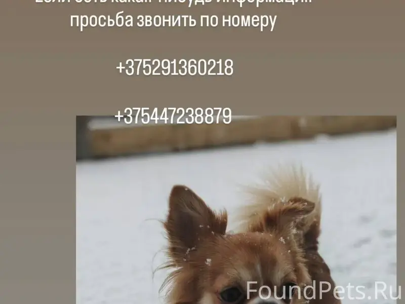 Пропала собака! Мальчик чихуах...