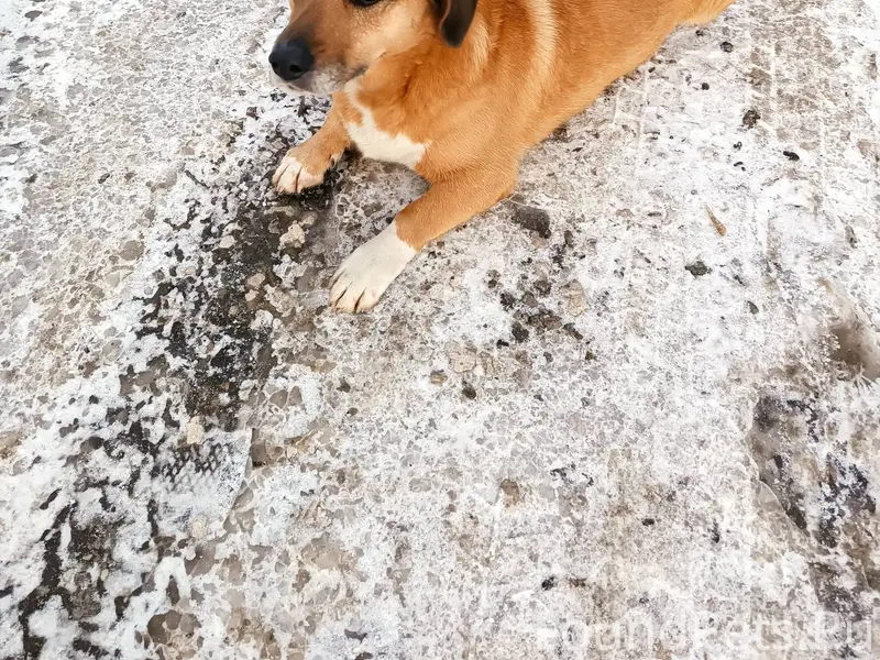 ‼️ПОВТОРНО‼️ хозяин не найден!...