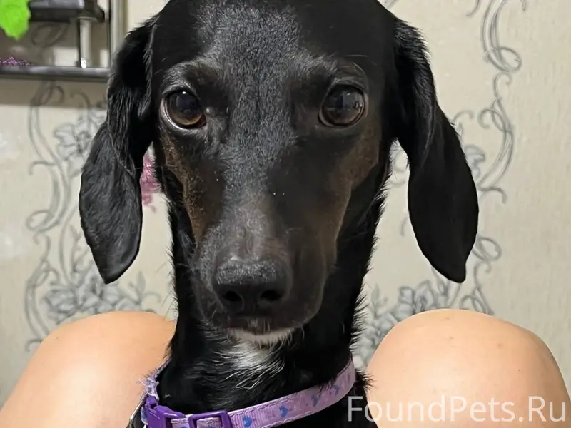 Потеряна собака в районе "Спец...