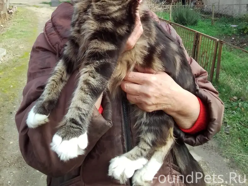 Найдена кошка. Район оптика. #...