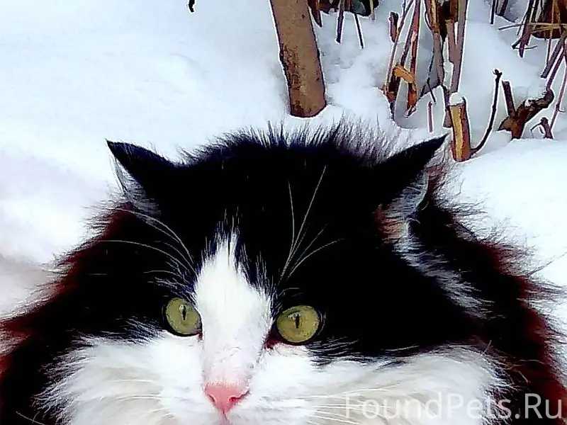 ПРОПАЛ КОТ❗️❗️❗️ 13 декабря вы...