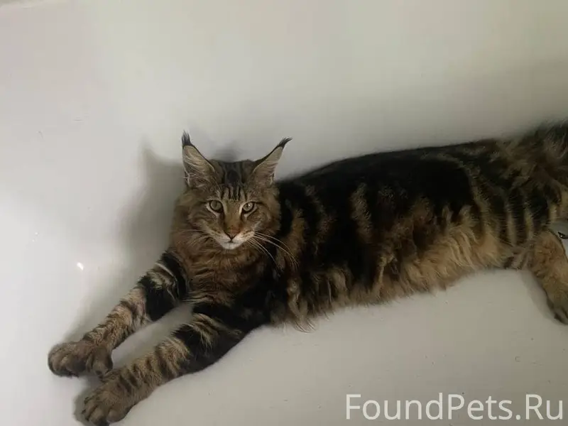 Пропал кот в районе переулок У...