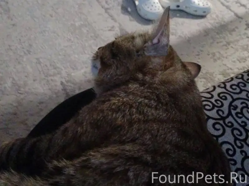 Пропал кот, просьба писать все...