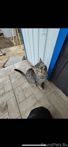 Чей кот пропал? Появился на по...